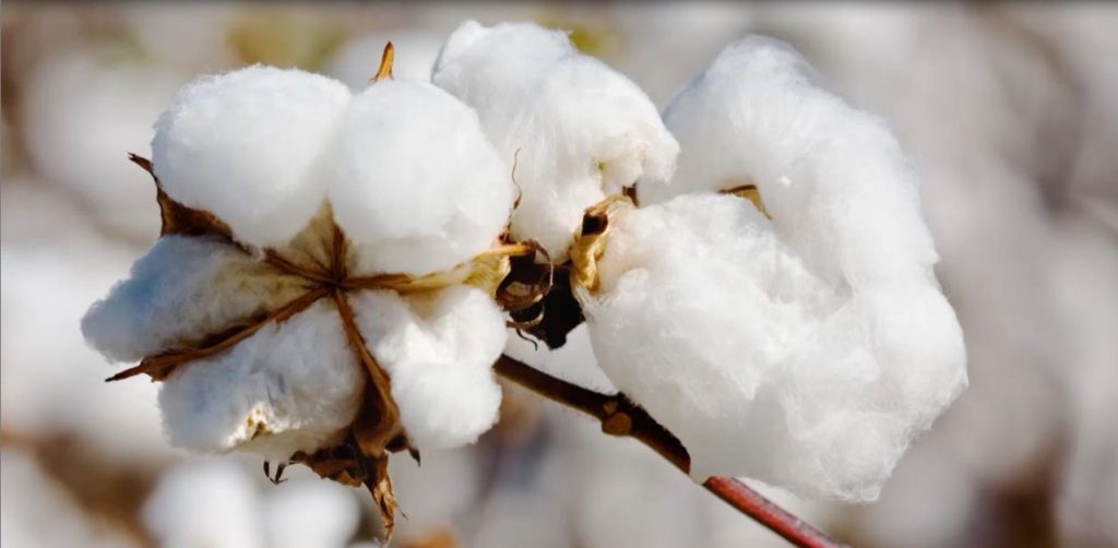 Organic Cotton Demand Surges