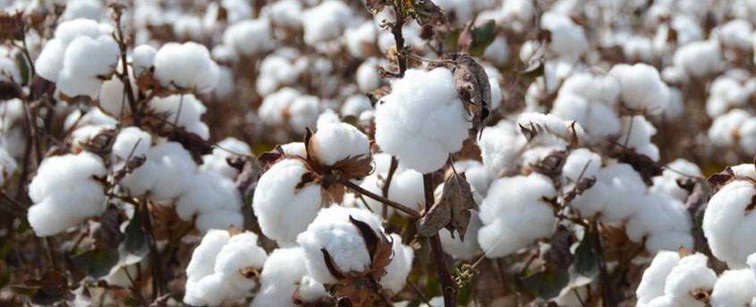 https://perfectsourcing.net/news/textile-ministry-signs-agreement-to-promote-sustainable-cotton-cultivation/